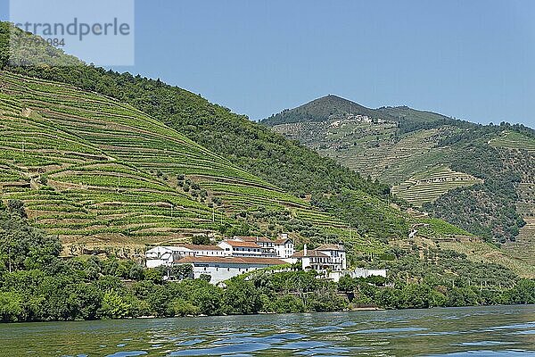 Weingut  Weinberge am Douro  Nähe Pinhao  Portugal  Europa