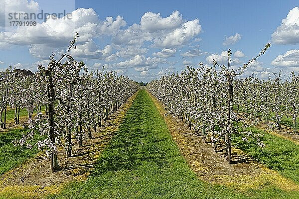 Apfelplantage (Malus)  Kempen  Nordrhein-Westfalen  Deutschland  Europa