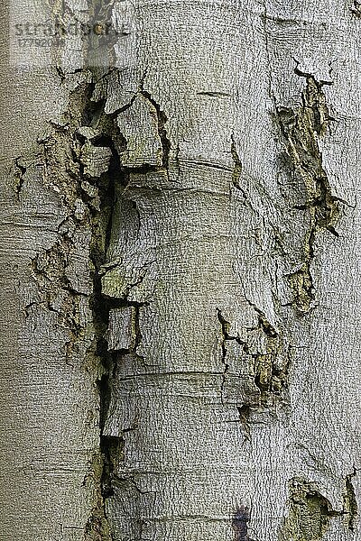 Rinde der Rotbuche (Fagus silvatica)  Naturschutzgebiet Hülser Bruch  Krefeld  Nordrhein-Westfalen  Hülser Bruch  Deutschland  Europa