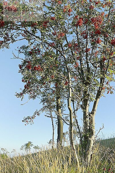 Eberesche (Sorbus aucuparia)  mit Beeren  Schellerhau  Gemeinde Altenberg  Erzgebirge  Sachsen  Deutschland  Europa