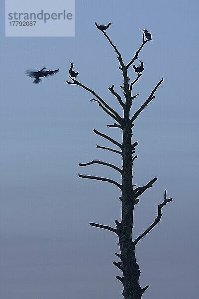 Kormorane (Phalacrocorax carbo)  auf abgestorbenem Baum  Naturpark Schwalm-Nette  Nettetal  Nordrhein-Westfalen  Deutschland  Europa