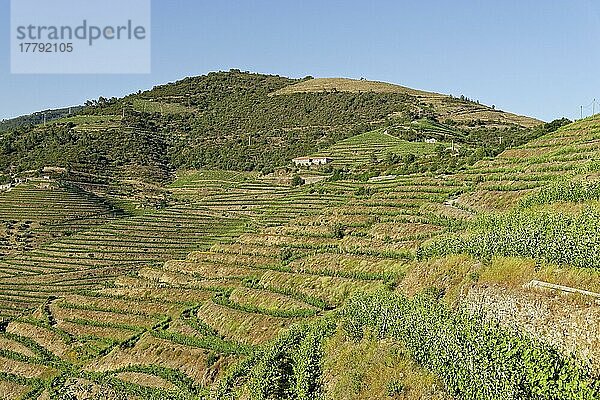 Weinberge am Douro  Nähe Pinhao  Douro  Portugal  Europa