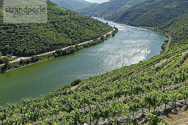 Weinberge am Douro  Nähe Pinhao  Douro  Portugal  Europa