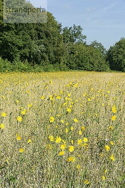 Wiesen-Pippau (Crepis biennis)  in Haferfeld (Avena sativa)  Naturschutzgebiet Hülser Bruch  Hüls  Krefeld  Nordrhein-Westfalen  Hülser Bruch  Deutschland  Europa