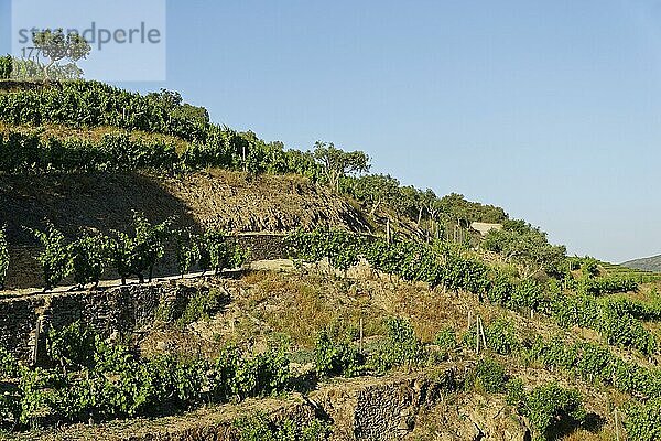 Weinberge am Douro  Nähe Pinhao  Douro  Portugal  Europa