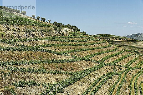 Weinberge am Douro  Nähe Pinhao  Douro  Portugal  Europa