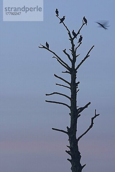 Kormorane (Phalacrocorax carbo)  auf abgestorbenem Baum  Naturpark Schwalm-Nette  Nettetal  Nordrhein-Westfalen  Deutschland  Europa