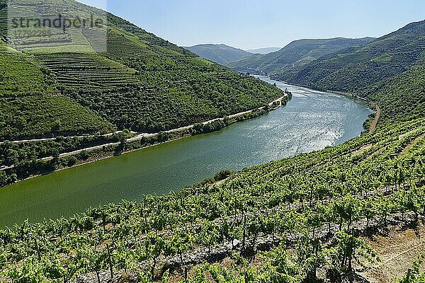 Weinberge am Douro  Nähe Pinhao  Douro  Portugal  Europa