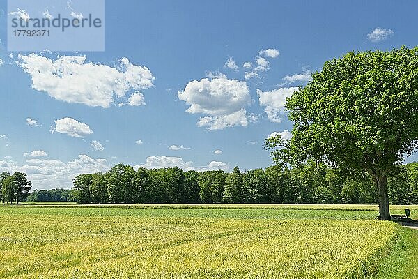 Feldlandschaft mit einzelnen Stieleichen (Quercus robur)  Kempen  Nordrhein-Westfalen  Deutschland  Europa