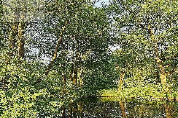 Kleiner See mit Roterlen (Alnus rubra)  Naturpark Schwalm-Nette  Nettetal  Nordrhein-Westfalen  Deutschland  Europa