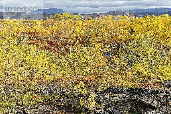 Herbstwald bei Myvatn  Island  Europa