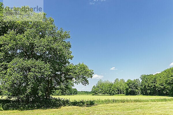 Feldlandschaft mit einzelnen Stieleichen (Quercus robur)  Kempen  Nordrhein-Westfalen  Deutschland  Europa