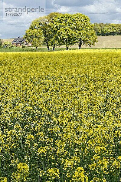 Rapsfeld (Brassica napus)  Hülserberg  Krefeld  Nordrhein-Westfalen  Deutschland  Europa