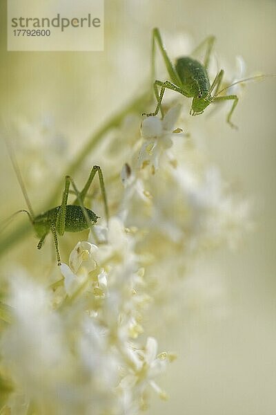 Punktierte Zartschrecken (Leptophyes punctatissima)  Schwarzer Holunder (Sambucus nigra)