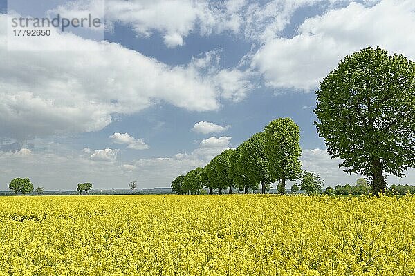 Rapsfeld (Brassica napus)  Nähe Niederaußem  Bergheim  Nordrhein-Westfalen  Deutschland  Europa