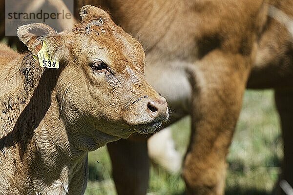 Limousin-Rind  St.Hubert  Kempen  Nordrhein-Westfalen  Deutschland  Europa