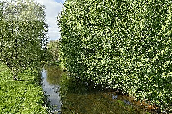 Fluss Niers bei Grefrath  mit Kopfweiden (Salix) und Rotbuchen (Fagus silvatica)  Grefrath  Viersen  Nordrhein-Westfalen  Deutschland  Europa