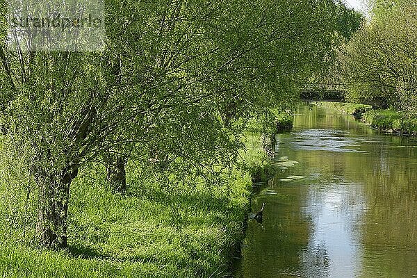 Fluss Niers bei Grefrath mit Kopfweiden (Salix)  Grefrath  Viersen  Nordrhein-Westfalen  Deutschland  Europa