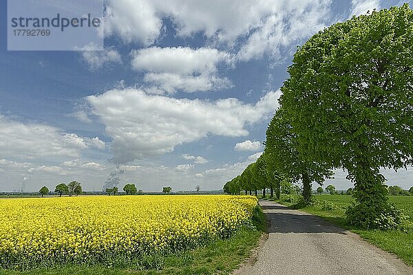 Rapsfeld (Brassica napus)  Nähe Niederaußem  Bergheim  Nordrhein-Westfalen  Deutschland  Europa