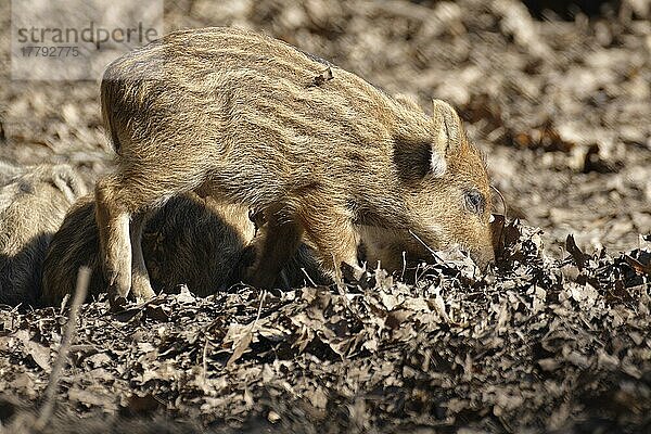 Frischling (Sus scrofa) wühlt in Erde  Gehege Hülser Berg  Hüls  Krefeld  Nordrhein-Westfalen  Deutschland  Europa