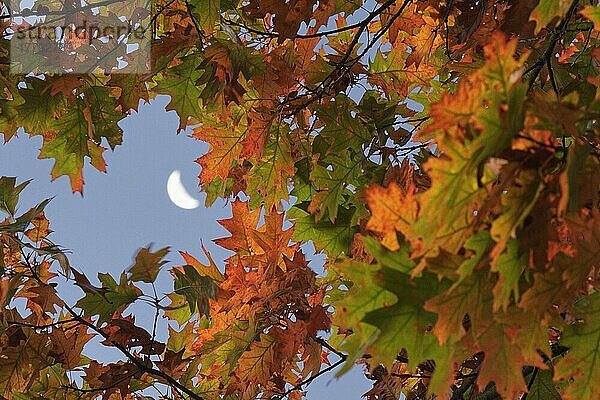 Herbstliche Roteiche (Quercus rubra) mit Mond  Krickenbecker Seen  Naturpark Krickenbecker Seen  Hinsbeck  Nettetal  Viersen  Nordrhein-Westfalen  Deutschland  Europa