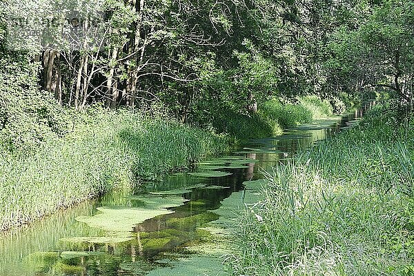 Wasserlauf durch Roterlen-Bruchwald (Alnus glutinosa)  Wachtendonk  Kreis Kleve  Nordrhein-Westfalen  Deutschland  Europa