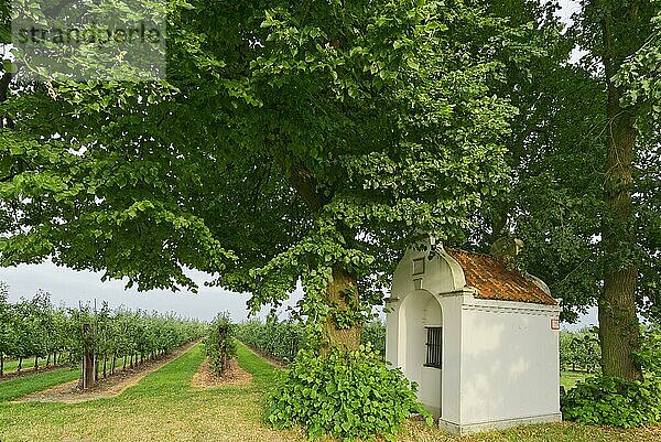 Heiligenhäuschen mit Linde (Tilia)  Apfelparadies  Tönisvorst  Viersen  Nordrhein-Westfalen  Deutschland  Europa