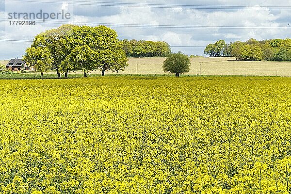 Feld mit Raps (Brassica napus)  Hülser Bruch  Hüls  Crefeld  Nordrhein-Westfalen  Deutschland  Europa