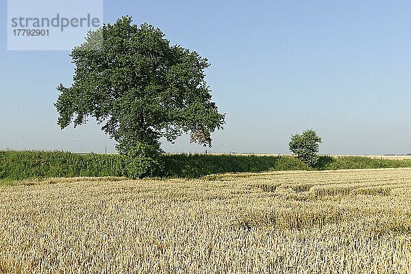 Stieleiche (Quercus robur) an Weizenfeld (Triticum)  St.Hubert  Kempen  Nordrhein-Westfalen  Deutschland  Europa