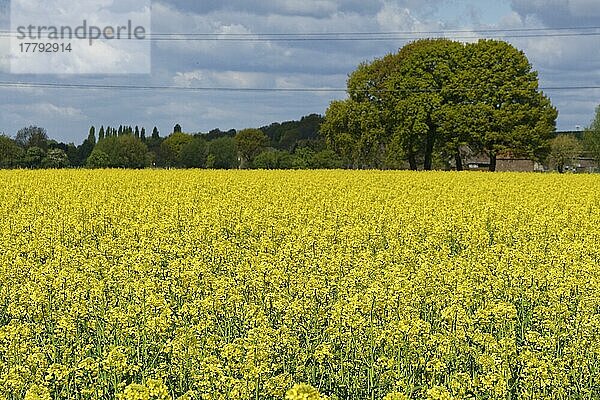 Feld mit Raps (Brassica napus)  Hülser Bruch  Hüls  Crefeld  Nordrhein-Westfalen  Deutschland  Europa