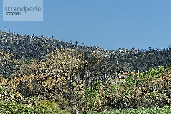 Nach dem großen Waldbrand  Serra de Aire  Regiao do Centro  Portugal  Europa