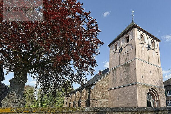 Kirche St. Martinus mit Blutbuche (Fagus sylvatica f. purpurea)  Barmen  Jülich  Nordrhein-Westfalen  Deutschland  Europa