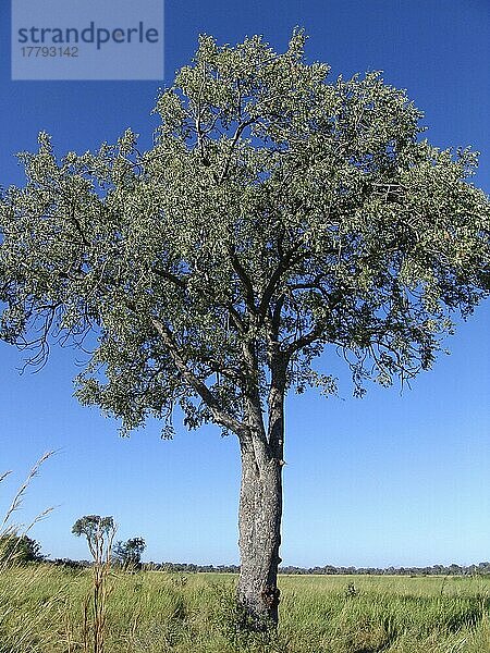 Marula-Baum