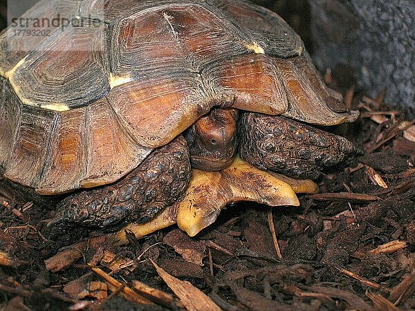 Stutz-Gelenkschildkröte
