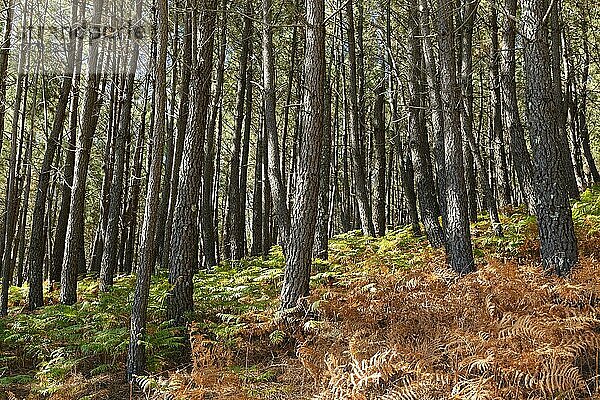 Kiefernwald (Pinus pinea)  bei Nazare  Regiao do Centro  Portugal  Europa