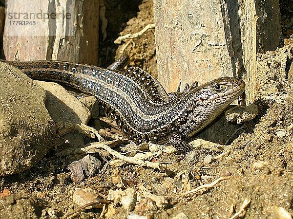 Kap Skink