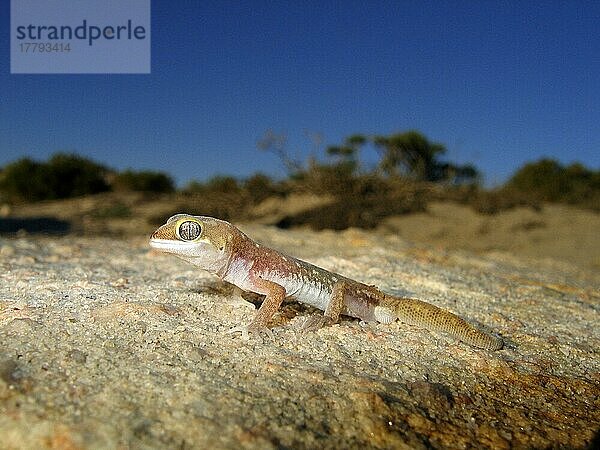 Austengecko