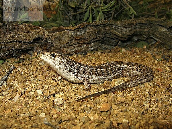 Kap Skink