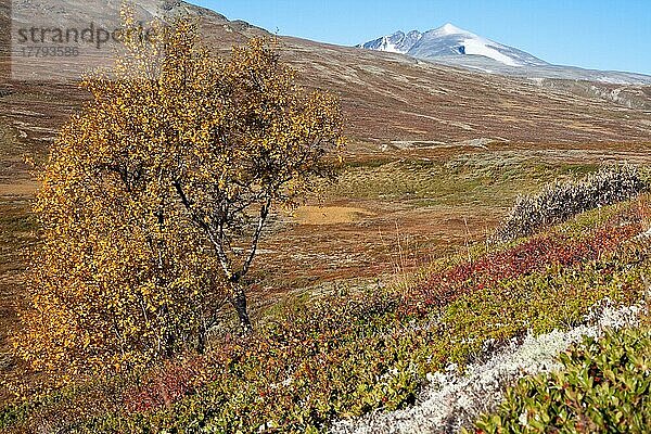 Dovrefjell Nationalpark  Norwegen  Europa