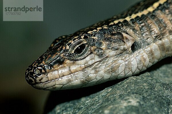 Giant Plated Lizard (Gerrhosaurus validus)  Felsen-Schildechse