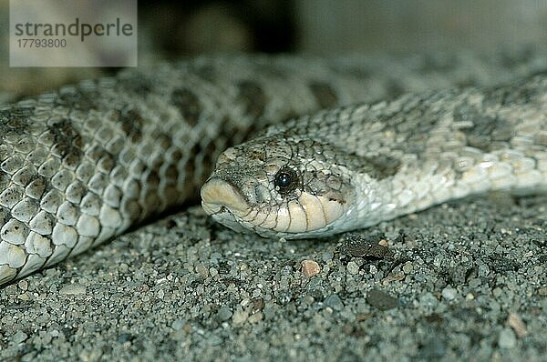 Westliche Schlingnatter (Heterodon nasicus)