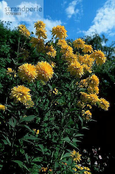 Orangefarbene Sonnenblume  Heliopsis scabra)