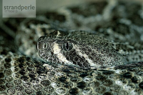 Western Rattlesnake  Prärieklapperschlange (Crotalus viridis)  Arizona  USA  USA  Nordamerika