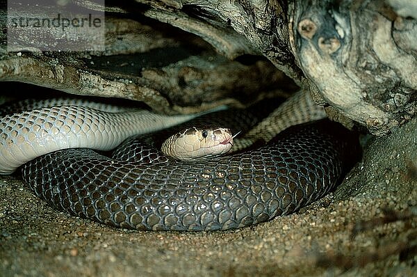 Common Cobra  Brillenschlange (Naja naja)