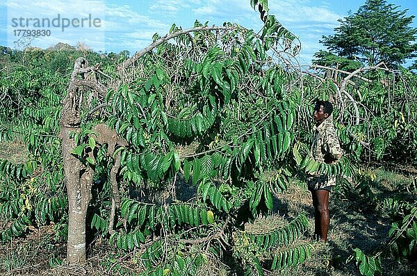 Alangilang tree  Nutzpflanzen  Rahmapfelgewaechse  Annonaceae  Querformat  horizontal  Bäume  trees  Menschen  people  Mann  man  Madagascar  Ylang-Ylang-Baum (Cananga odorata) Madagaskar