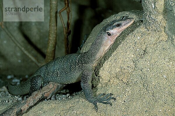 Pfirsichkehlwaran  Sepik-Waran (Varanus jobiensis)