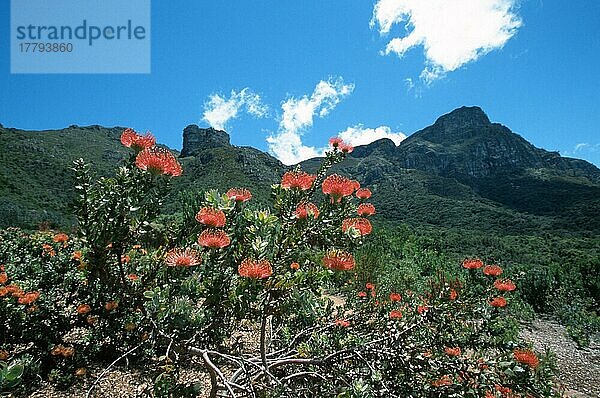 Tuffed Pincushion  Süd-Afrika (Leucospermum)