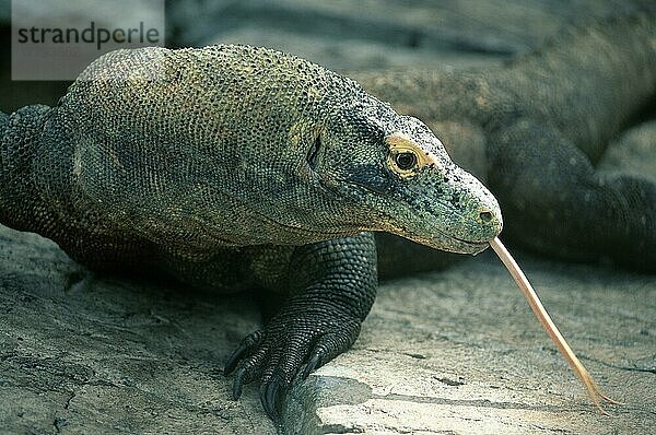 Komodowaran (Varanus komodensis)