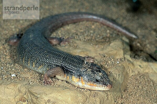 Algerischer Skink (Eumeces algeriensis)