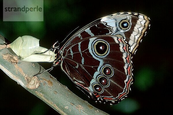 Morpho Butterfly  Costa Rica (Morpho peleides)  Morpho-Falter  seitlich  side